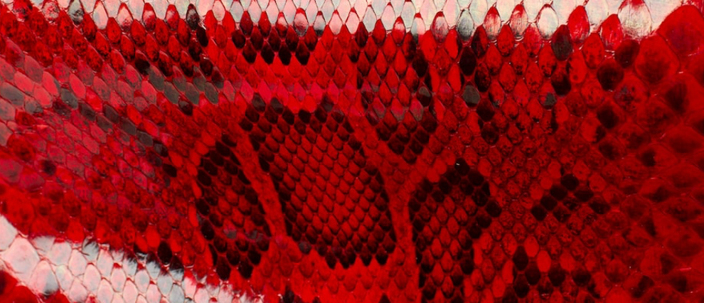 EMPRESS (29) SCARLET PYTHON & BLACK