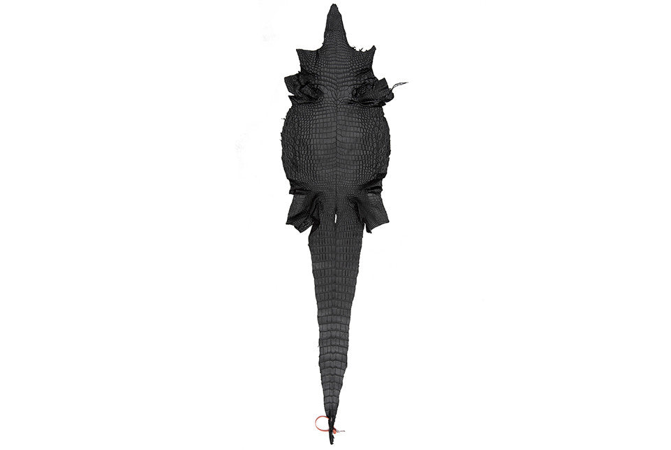 Lorraine (Nile Crocodile)